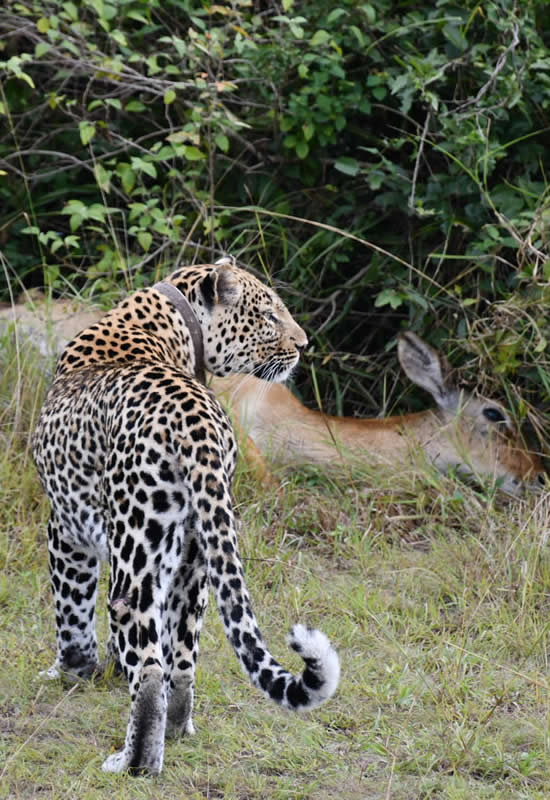 7 days uganda wildlife safari