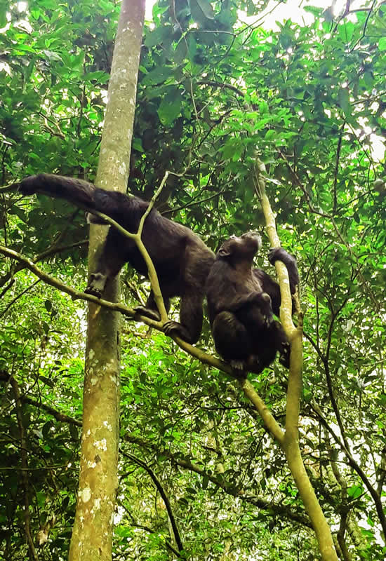 Chimpanzees – Uganda Primtes