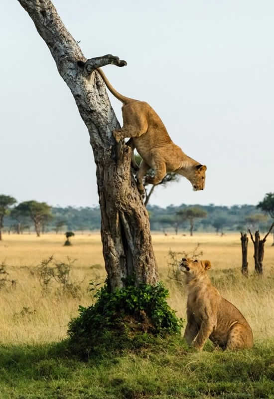 Climbing lions