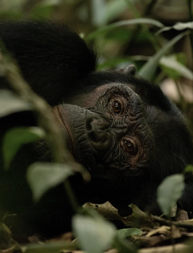 Kibale Forest chimpanzee