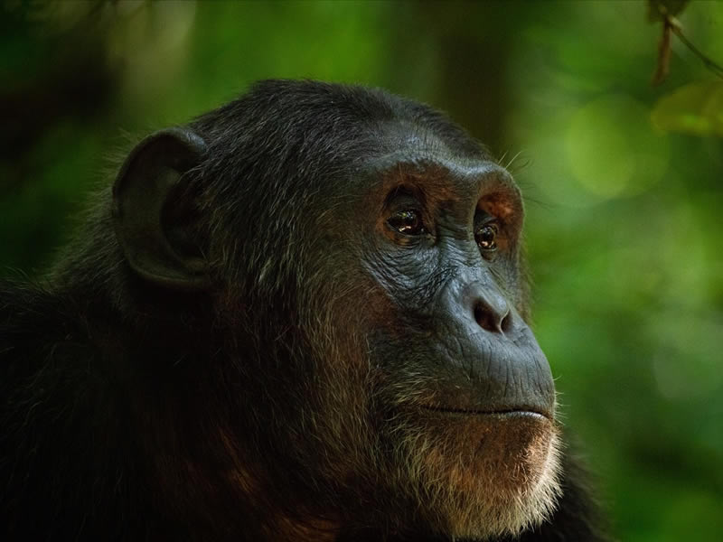 chimpanzee in Kibale