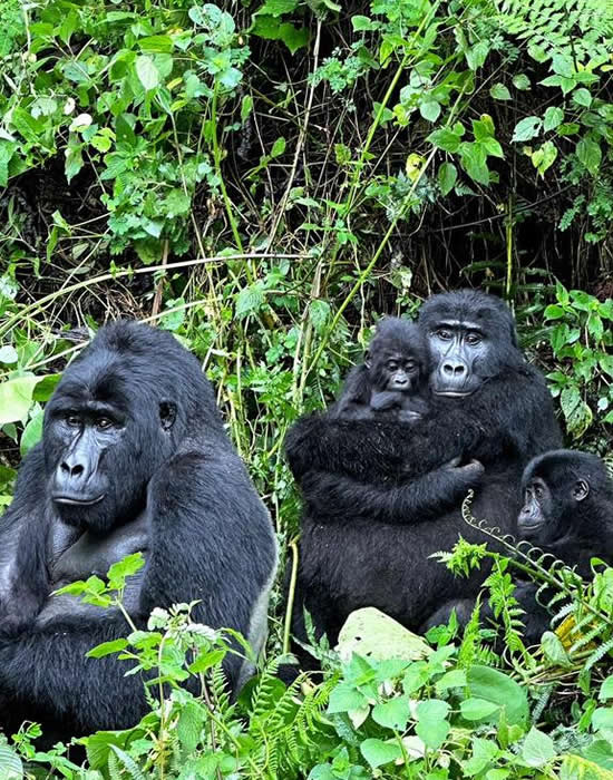 Bwindi Forest