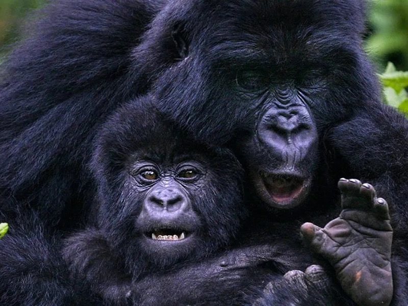 Gorilla safaris Uganda