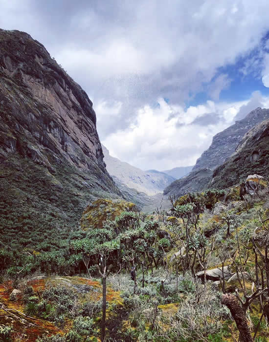 Rwenzori Mountain